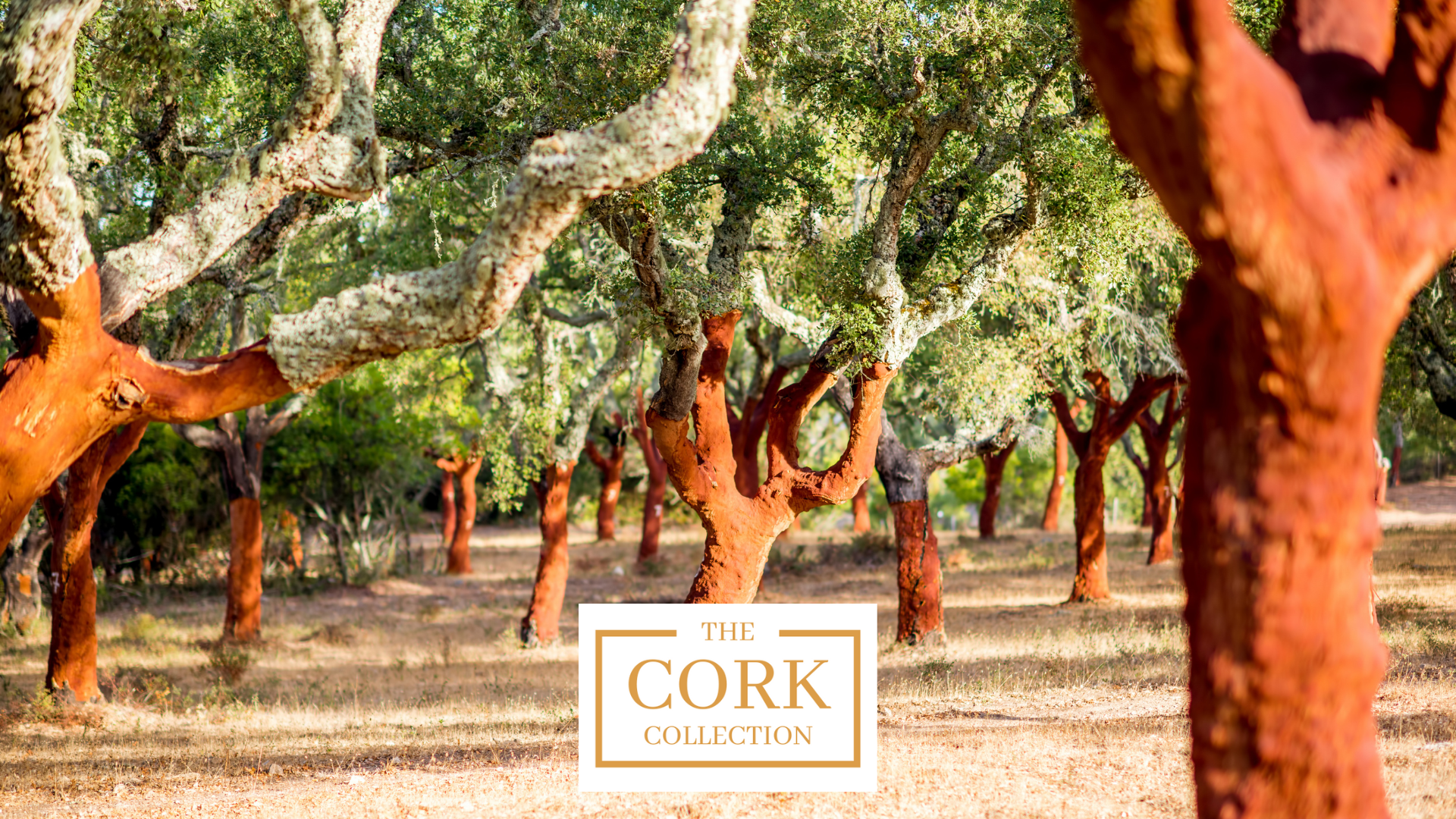 Video laden: The Cork Collection